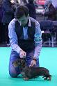 Crufts_dachshunds 978